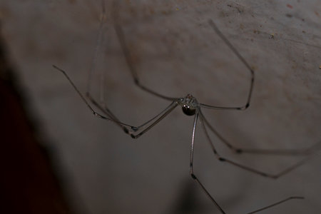 Big spider on a wall