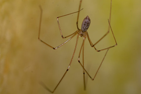 Spider hanging Yellow background