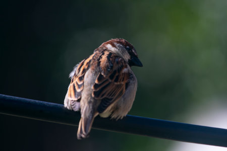 Sparrow resting on a wire, in the gardenの写真素材