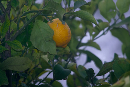 Lemon tree with green leaves, and lemon fruit