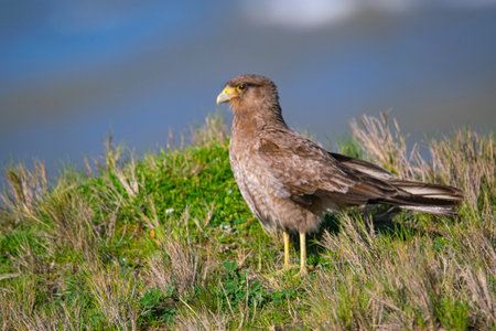 Chimango caracara resting on the grass, near the coast