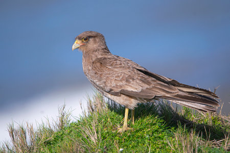Chimango perched on the seashore, in Argentina