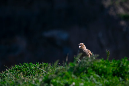 Chimango caracara on a cliff