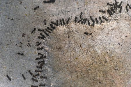 Small ants drinking water on an aluminum potの写真素材