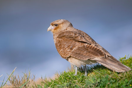 Chimango caracara on the green grass