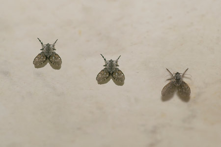 Flies perched on the wallの写真素材