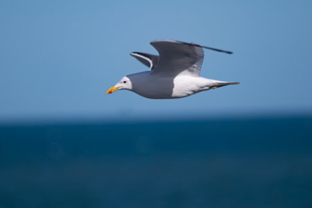 Seagull flying in the blue sky over the Argentinian Sea.の写真素材