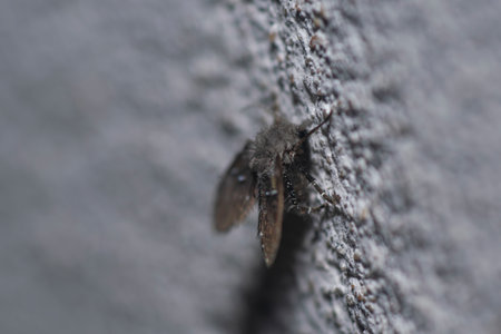 Small fly perched on the wallの写真素材