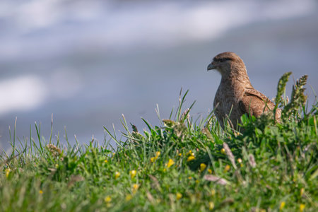 Bird of prey perched on the green grass, in Argentina
