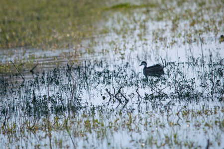 Silver teal silhouette on the flooded fieldの写真素材