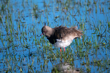 Red-wattled Lapwing (Vanellus vanellus)