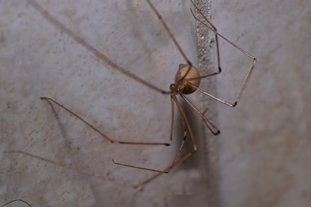 Spider perched on the wall