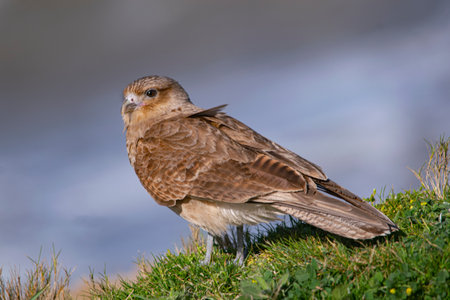 Chimango facing the wind, on the seashore