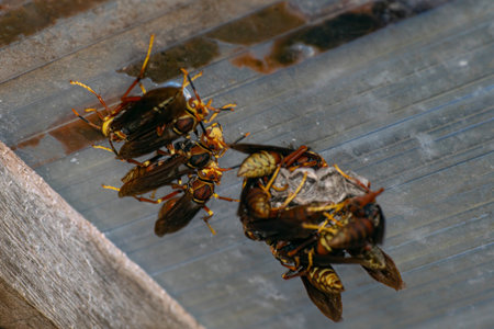 Paper wasp hanging on the ceiling, in Argentina