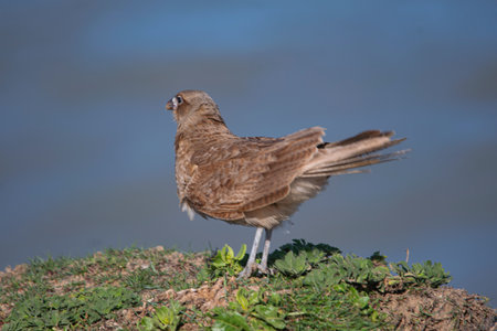 Chimango falcon on the field, near the seashoreの写真素材