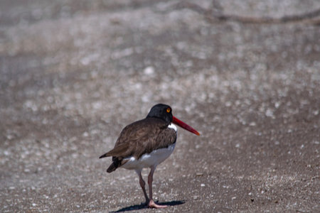 Oystercatcher walking on the beach, in Mar Chiquita lagoon, Argentinaの写真素材