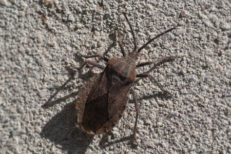 Vinchuca bug on a textured wall