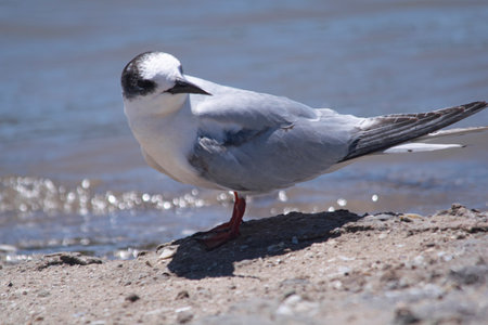 South American little seagull