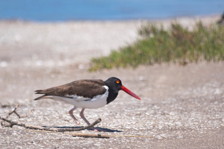Oystercatcher on the sand, in Mar Chiquita lagoonの写真素材