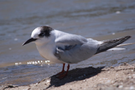 South american little seagull on the seashore