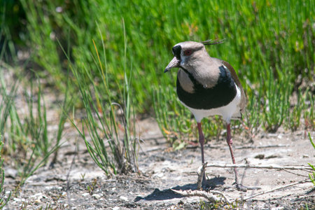 Southern lapwing on the sandの写真素材