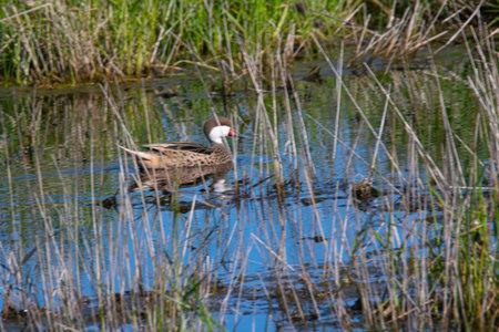 Silver teal on the water, in Mar Chiquita, Argentina