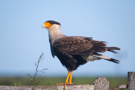 Caracara on a gate in the countryの写真素材