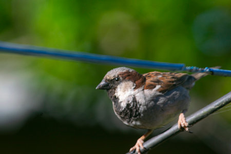 Sparrow on a hanger, in the yardの写真素材