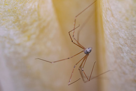 Macrophotography Spider perched on a yellow curtainの写真素材