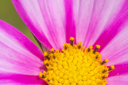 Cosmos flower in the garden, closeup of colorful cosmos flower