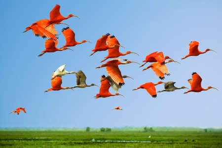 Flock of scarlet and white ibises in flight above green meadow with blue sky background (flying...