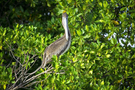 Brown pelican sitting on the mangrove treeの写真素材
