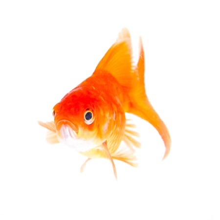 Gold fish. Isolation on the white 