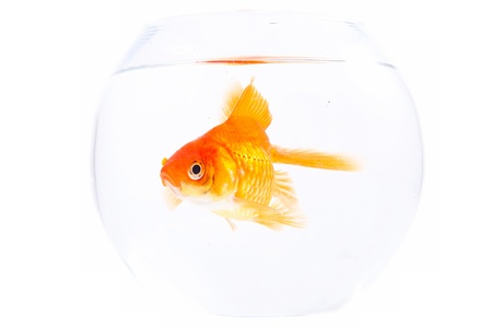 Gold fish. Isolation on the whiteの写真素材