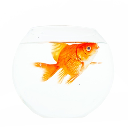 Gold fish. Isolation on the white の写真素材