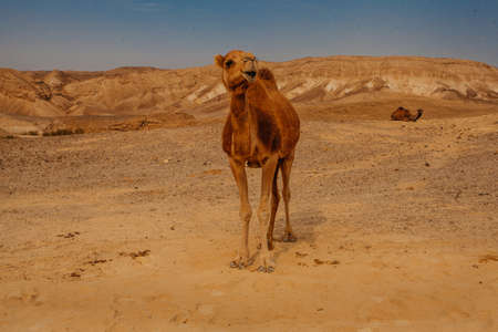 Camel in desert in Israel, Negevの写真素材