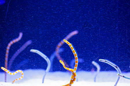 Bright water worms in aquarium, blue background
