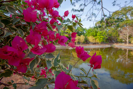 Pink bougainvillea flowers near the lake in park in Kuah, Langkawi island, Malaysia