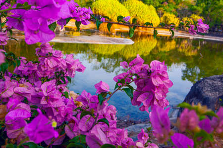 Pink bougainvillea flowers near the lake in park in Kuah, Langkawi island, Malaysiaの写真素材