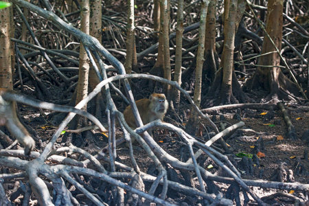 Lots of monkeys, on the roots f the trees in Mangrove forests, Langkawi islands, Malaysiaの写真素材