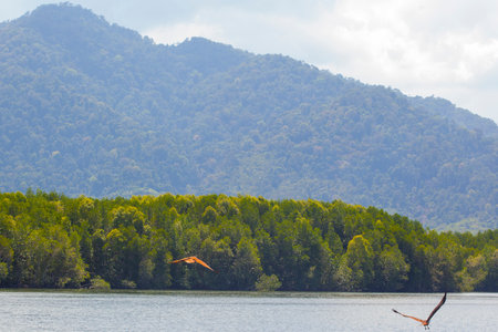 Eagle Feeding in Langkawi island Mangrove tour Kilim Geoforest Park.の写真素材