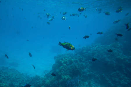 Underwater life of the Red Sea ,, - fishes and carals, Egypt