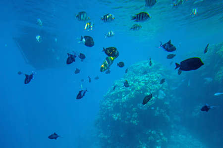Underwater life of the Red Sea ,, - fishes and carals, Egypt