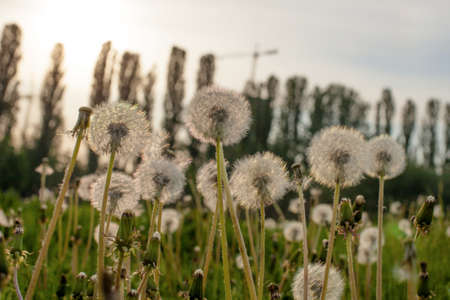 Dandelion in green field during the sunset