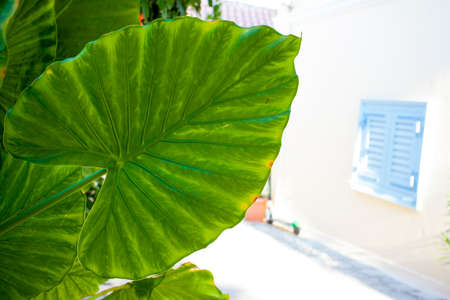 Beautiful bright green alocasia leaf taken in Athens