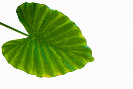 Beautiful bright green alocasia leaf isolated on white