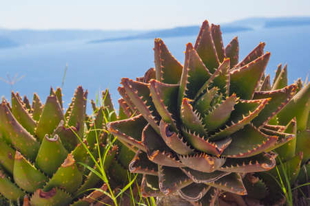 Cactus and view of Aegean Sea from romantic white town in Santorini Island, Greeceの写真素材