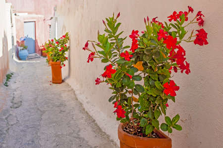 Beautiful romantic town Oia streets, Santorini Island, Greeceの写真素材