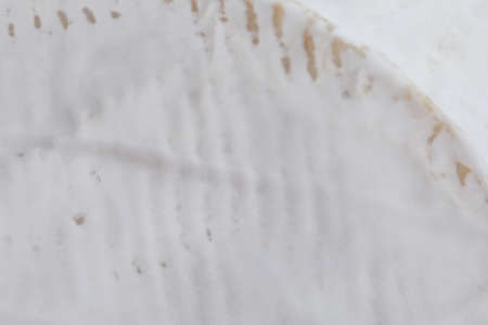 Brie cheese cover, food backgroundの写真素材