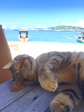Cat sleeping on the beach in Gili Meno island, Indonesiaの写真素材